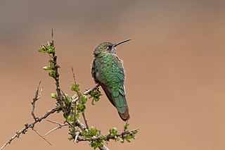 <span class="mw-page-title-main">Bronze-tailed comet</span> Species of hummingbird