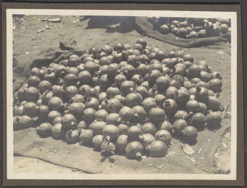 File:Pomegranates, NINO F Scholten photographic print 11 183.tiff