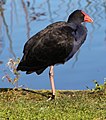 Australasian swamphen (Porphyrio melanotus)