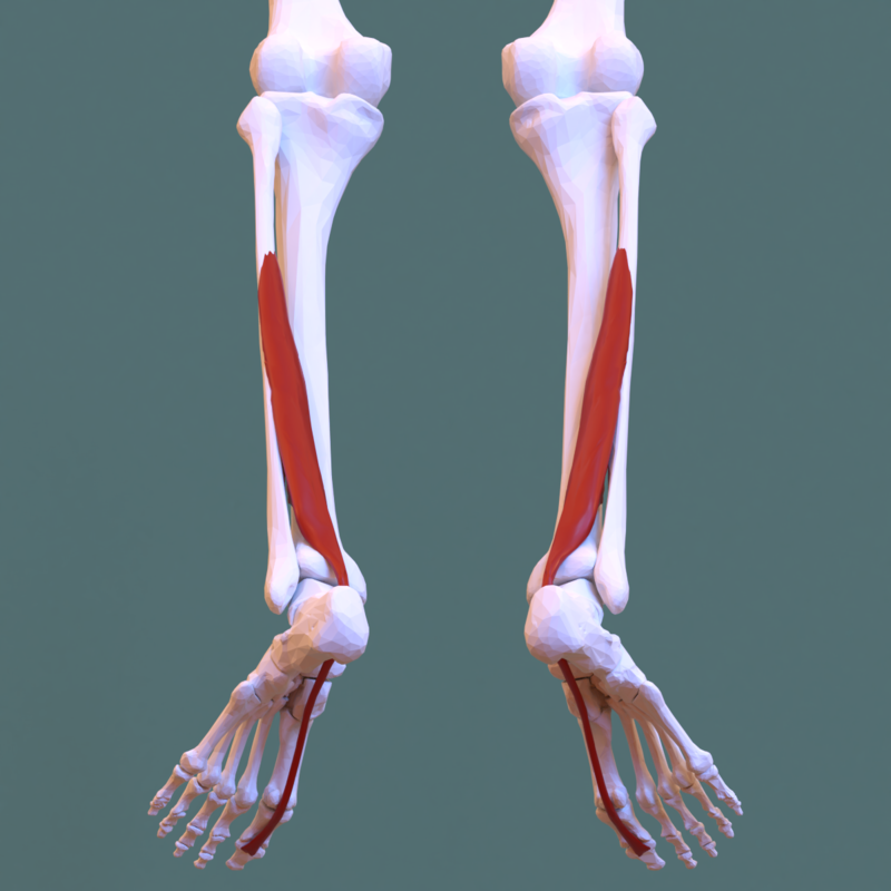 extensor digitorum longus model