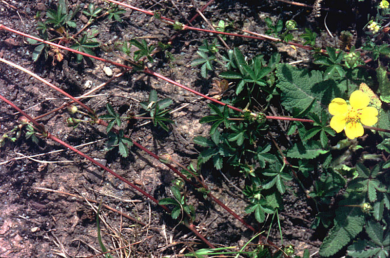 File:Potentilla reptans eF.jpg