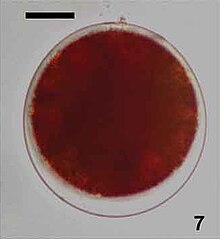 Prochazkova et al 2018 Chlainomonas Fig 7.jpg