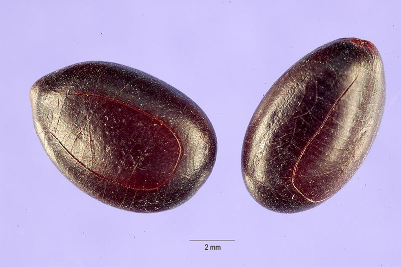 File:Prosopis africana seeds.jpg