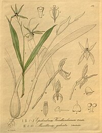 plate 274 I. Prosthechea pastoris (as syn. Epidendrum wendlandianum), II. Camaridium meleagris (as syn. Maxillaria galeata)