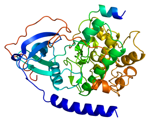 Protein PRKACB PDB 1apm.png