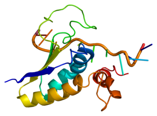 SF1 (gene) Protein-coding gene in the species Homo sapiens