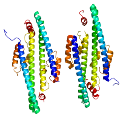 Ақуыз VPS24 PDB 2gd5.png