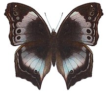 Protogoniomorpha cytora.JPG