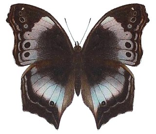 <i>Protogoniomorpha cytora</i> Species of butterfly