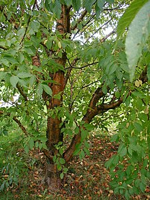 Prunus-maackii-desire.jpg