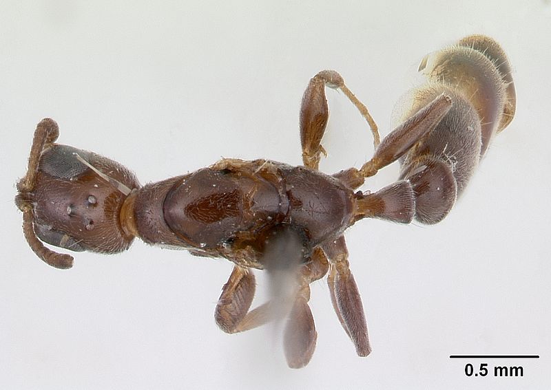 File:Pseudomyrmex eduardi casent0178617 dorsal 1.jpg