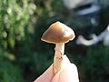 Psilocybe.ovoideocystidiata.9.jpg