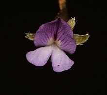 Psoralea cataracta Waterfall Fountainbush1.jpg