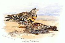 Sandgrouse del Lichtenstein