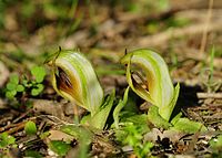 Pterostylis cucullata