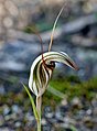 Pterostylis dolichochila