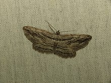 Pterotaea sp. (9092592109) .jpg