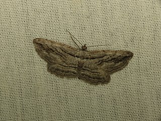 <i>Pterotaea</i> Genus of moths