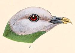 Ptilinopus hyogastrus head 1899.jpg