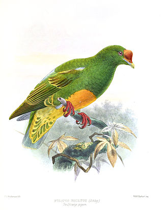 <span class="mw-page-title-main">Knob-billed fruit dove</span> Species of bird