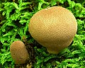 Lycoperdon subincarnatum