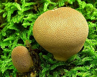 <i>Lycoperdon subincarnatum</i> Species of fungus