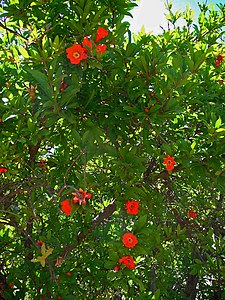 Punica granatum Habitus