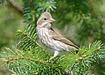 Thumbnail for File:Purple Finch 8902m.jpg