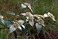 Pycnanthemum incanum UGA1120218.jpg