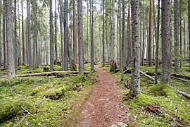 Parc national de Pyhä-Häkki