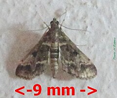 Description de l'image Pyralidae-Duponchelia fovealis fovealis-9mm-29.jpg.