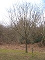 Queen Mother's Memorial Oak in Toy's Hill - geograph.org.uk - 1757268.jpg