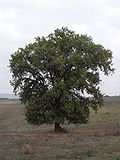 Miniatura para Quercus humilis