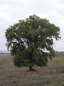 Quercus pubescens Tuscany.jpg