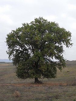Pūkainais ozols (Quercus pubescens)