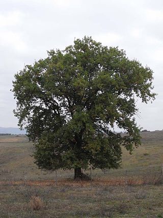 <i>Quercus pubescens</i> Species of tree