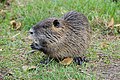 * Nomination Juvenile coypu (Myocastor coypus) in Colmar (Haut-Rhin, France). --Gzen92 08:18, 3 December 2020 (UTC) * Promotion  Support Good quality. --Poco a poco 12:46, 3 December 2020 (UTC)