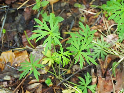 Jaskier ostry (Ranunculus acris)