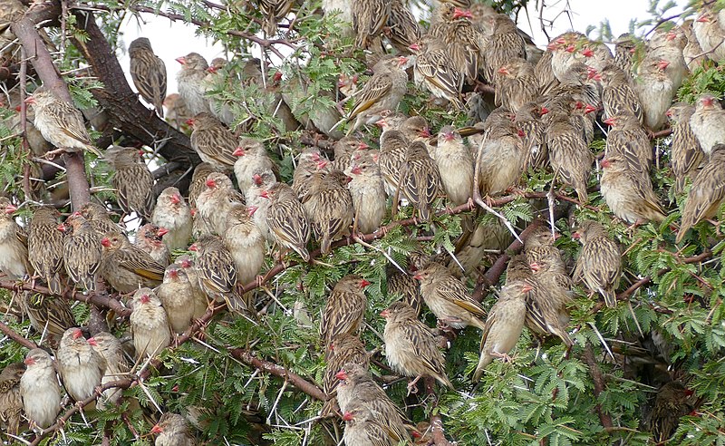 File:Red-billed Queleas (Quelea quelea lathamii) waiting for drink ... (32149852257).jpg