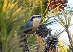 Thumbnail for File:Red-breasted nuthatch at Jones Beach (04783).jpg