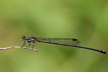 Merah bergaris-garis Hitam bambootail (Prodasineura verticalis) perempuan (31026882414).jpg