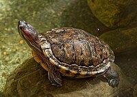 RedEaredSlider05.jpg 