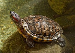 Raudonausis raštuotasis vėžlys (Trachemys scripta elegans)