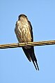 Red rumped swallow (Scientific name- Cecropis daurica) 6.jpg