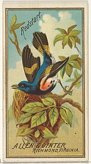 Thumbnail for File:Redstart, from the Birds of America series (N4) for Allen &amp; Ginter Cigarettes Brands MET DP828753.jpg