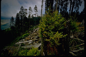 Redwood National Park REDW2653.jpg