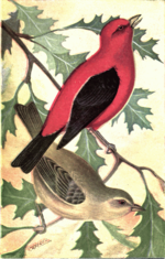 Thumbnail for File:Reed-scarlet tanager.png