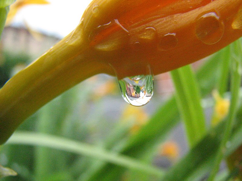 File:Reflection Of A Florist (174174873).jpg