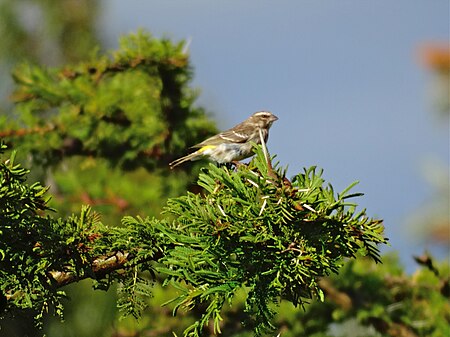 Reichenow's seedeater.jpg