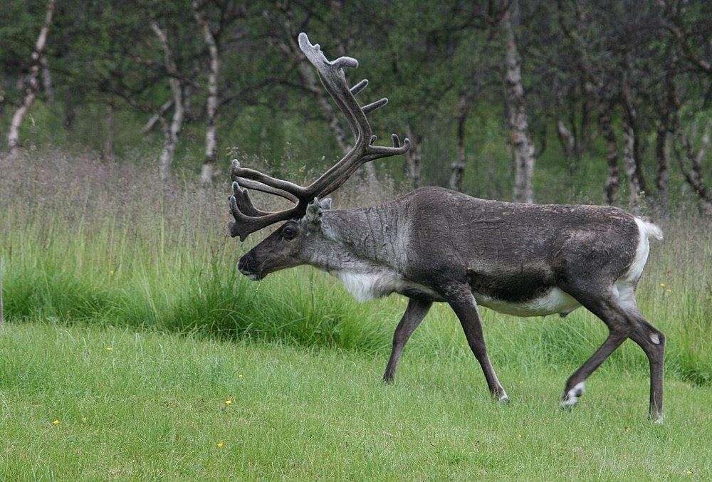 The average litter size of a Reindeer is 2